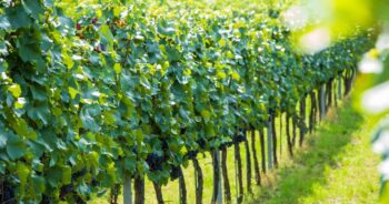 Vineyard guide – Bacchus Field