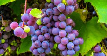 The Grape harvest 2020 in a form other than standard?