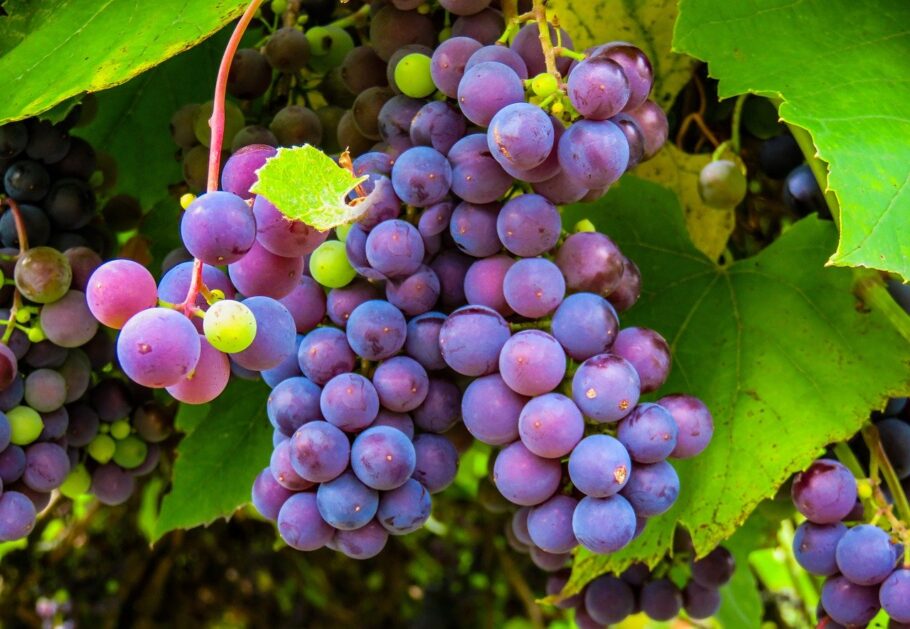 The Grape harvest 2020 in a form other than standard?