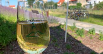 Wine Cellar in Zielona Góra – flavors from Lubusz vineyards
