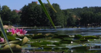 The most beautiful lakes around Zielona Góra part 2